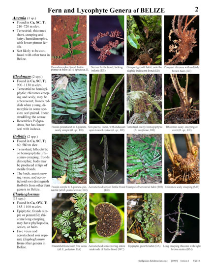 Los Generos de Helechos y Licofitas Epifíticas y Litofíticas de Belize