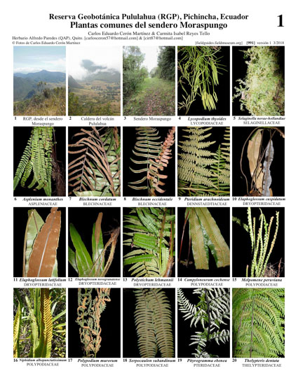 Plantas comunes del sendero Moraspungo en la Reserva Geobotánica Pululahua