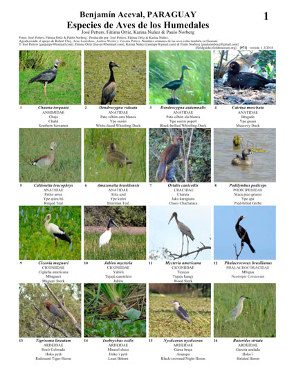 Especies de Aves de los Humedales de Benjamín Aceval