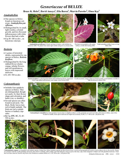 Gesneriaceae of Belize