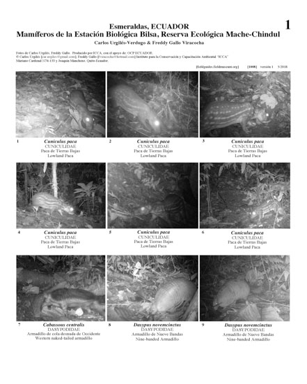 Mamíferos da Estación Biológica Bilsa, Reserva Ecológica Mache-Chindul