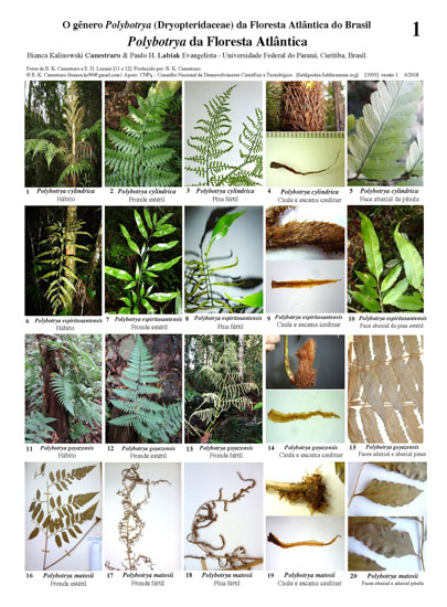 The genre Polybotrya (Dryopteridaceae) of the Atlantic Forest