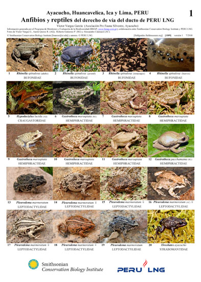 Amphibians and Reptiles along the PERU LNG pipeline right-of-way