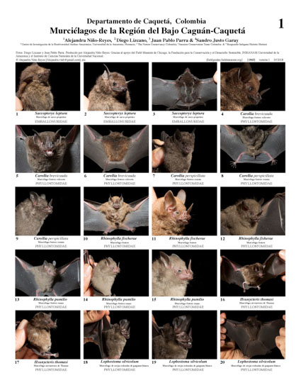 Bats of Bajo Caguán-Caquetá Region