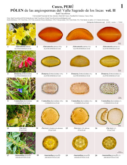 Flora palinológica del Valle Sagrado de los Incas (vol. II)