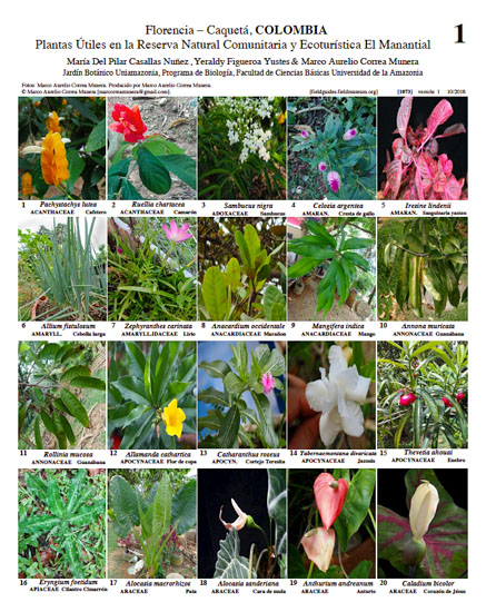 Useful Plants of El Manantial Community and Ecotourism Nature Reserve