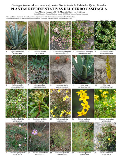 Plantas Representativas del Cerro Casitagua