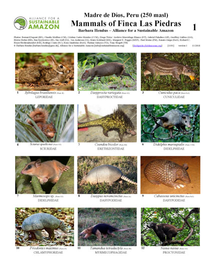 Mammals of Finca Las Piedras
