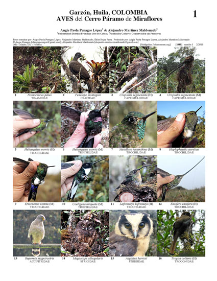 Aves do Cerro Páramo de Miraflores