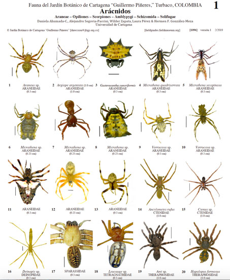 Arachnids of the Botanical Garden of Cartagena "Guillermo Piñeres"