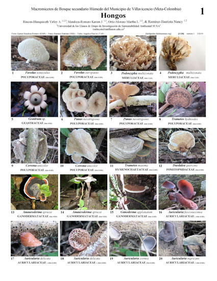 Cogumelos de Villavicencio