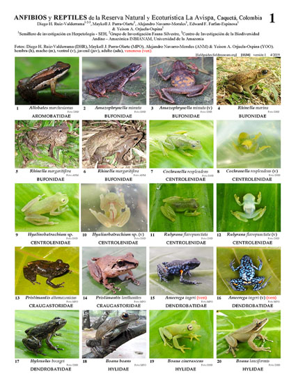 Amphibians and Reptiles of La Avispa Natural and Ecotouristic Reserve