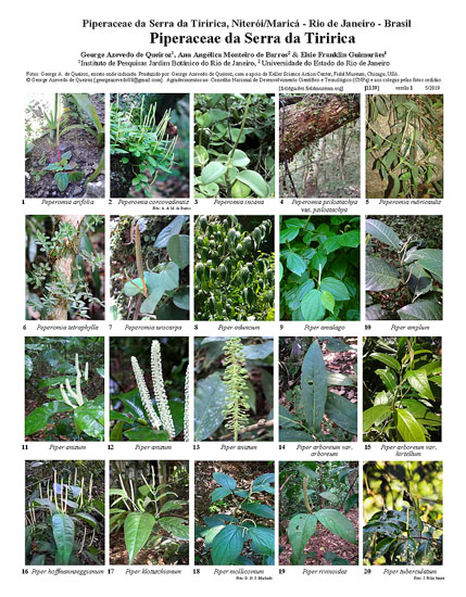 Piperaceae of Serra da Tiririca
