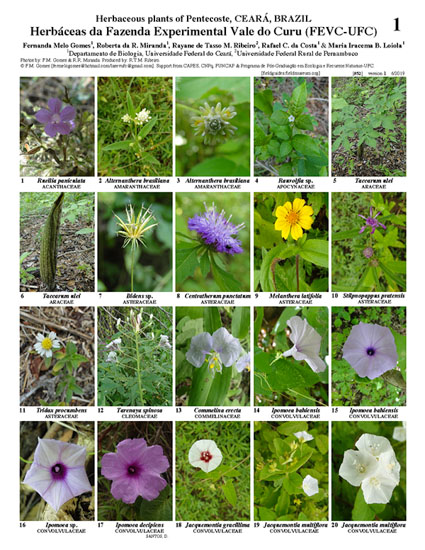 Herbáceaes da Fazenda Experimental Vale do Curu