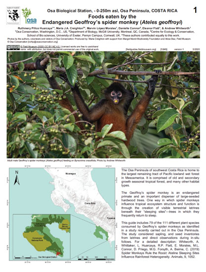 Foods eaten by the Endangered Geoffroy's spider monkey