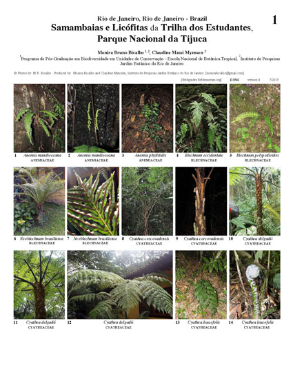 Ferns & Lycophytes of the Students Trail, Tijuca National Park
