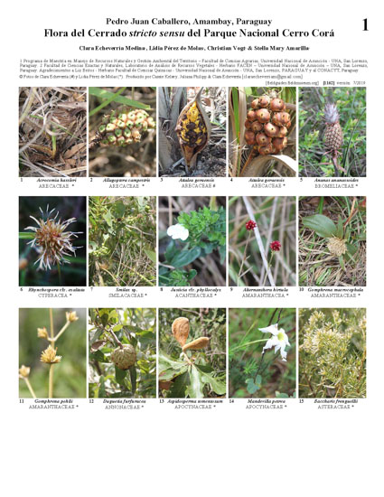 Flora del Cerrado stricto sensu del Parque Nacional Cerro Corá