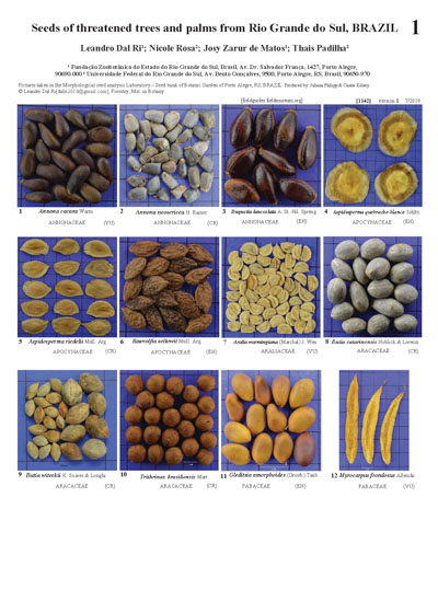 Seeds of threatened trees and palms