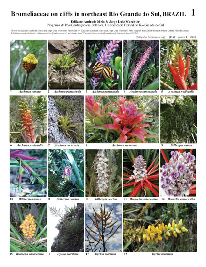 Bromeliaceae em Penhascos no Nordeste do Rio Grande do Sul