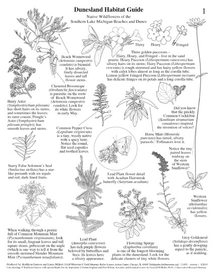 Native Wildflowers of the Southern Lake Michigan Beaches and Dunes