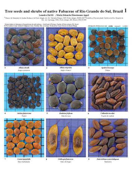 Sementes de árvores e arbustos de Fabaceae nativas