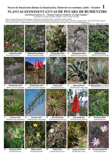 Plantas Representativas de Pucará de Rumicucho