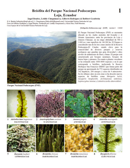 Briófita do Parque Nacional Podocarpus