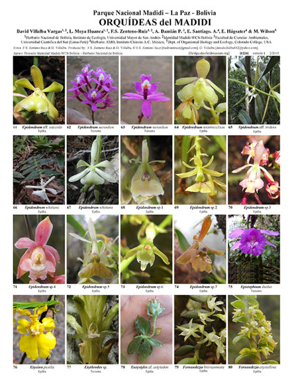 Orchids of Madidi National Park