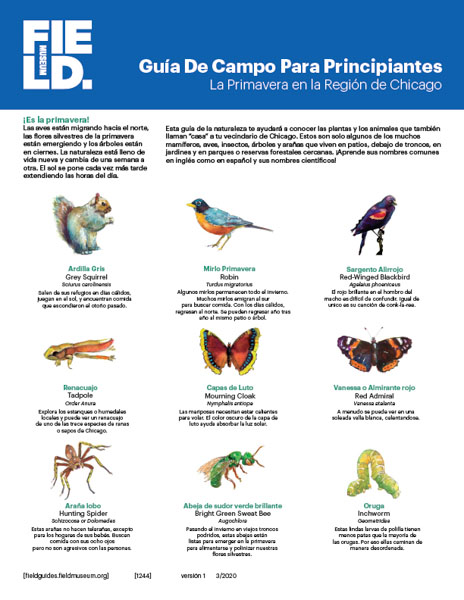 Guía De Campo Para Principiantes: La Primavera en la Región de Chicago