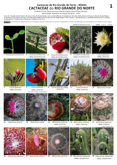 CACTACEAE del Estado de Rio Grande do Norte