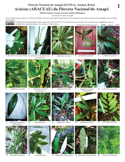 Aroids (Araceae) of the Amapá National Forest