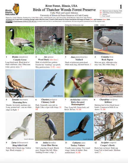 Birds of Thatcher Woods Forest Preserve