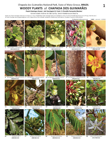 Plantas Leñosas del Parque de la Chapada dos Guimarães