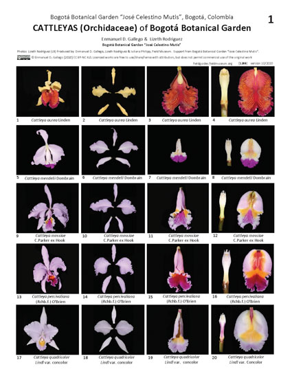 Cattleyas (ORCHIDACEAE) do Jardim de Botânico de Bogotá