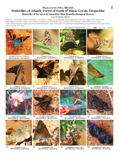 Hesperidaeda Reserva Biológica Serra de Santa Rita Mitzi Brandão