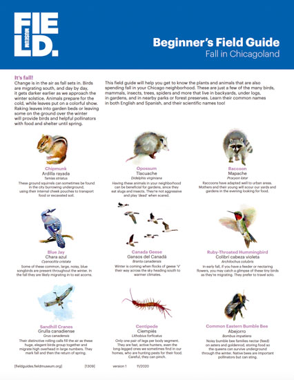 Beginner's Field Guide: Fall in Chicagoland