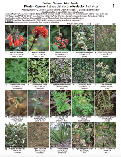 Plantas Representativas del Bosque Protector Tanlahua