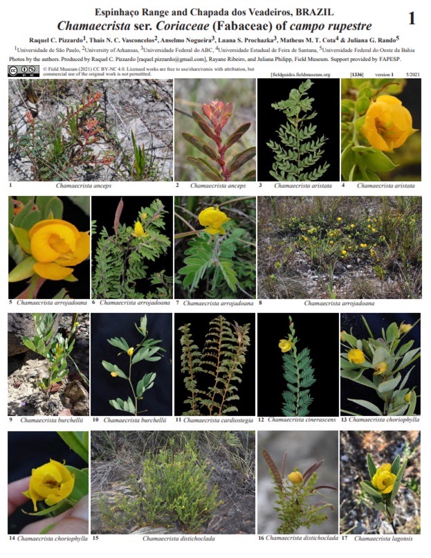 Chamaecrista ser. Coriaceae (Fabaceae) del Campo Rupestre
