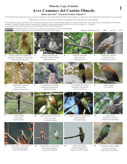 Aves Comuns do Cantón Olmedo