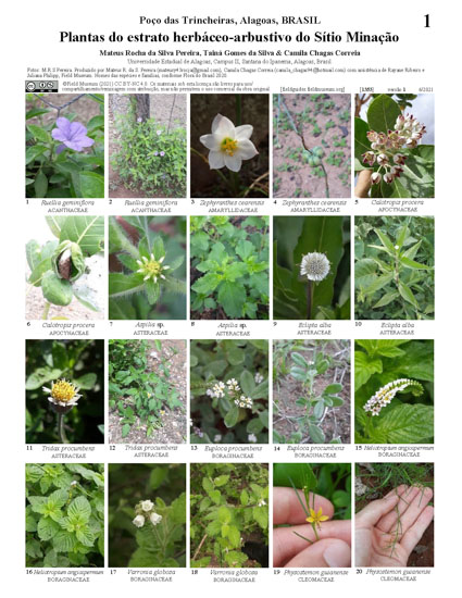 Plantas del estrato herbáceo-arbustivo del Sítio Minação