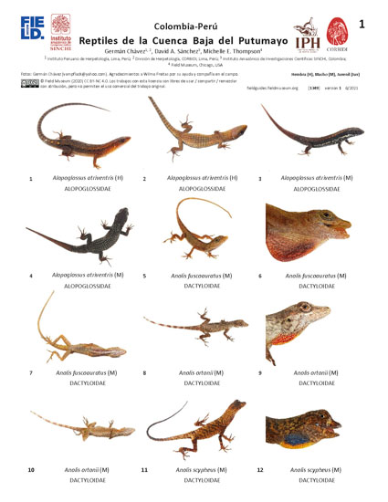 Reptiles de la Cuenca del Bajo Putumayo