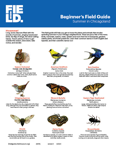 Beginner's Field Guide: Summer in Chicagoland