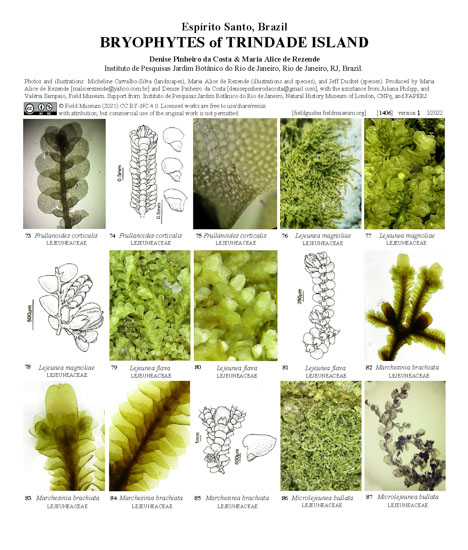 Briófitas da Ilha da Trindade