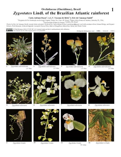 Zygostates de la Mata Atlântica