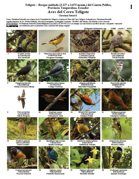 Aves do Cerro Teligote