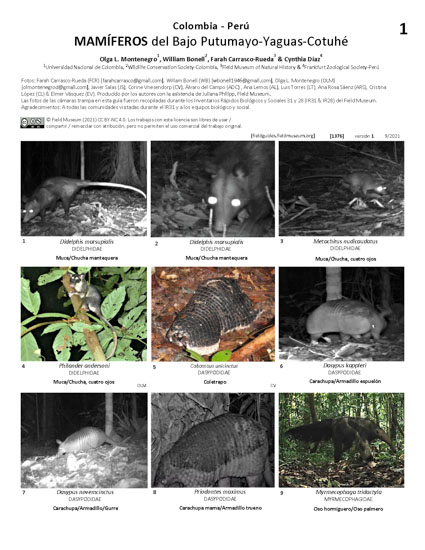 Mamíferos de la Cuenca del Bajo Putumayo