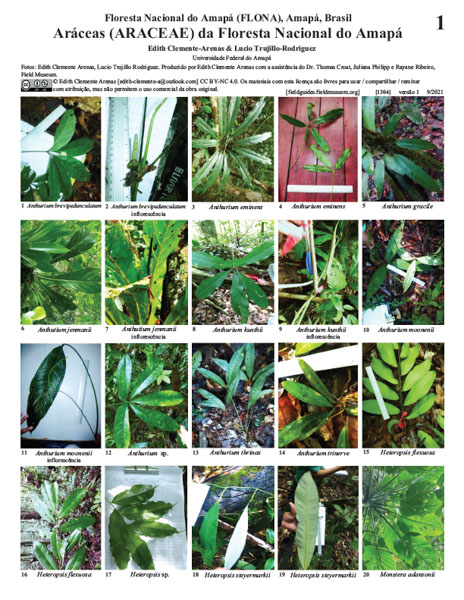 Aráceas del Bosque Nacional de Amapá