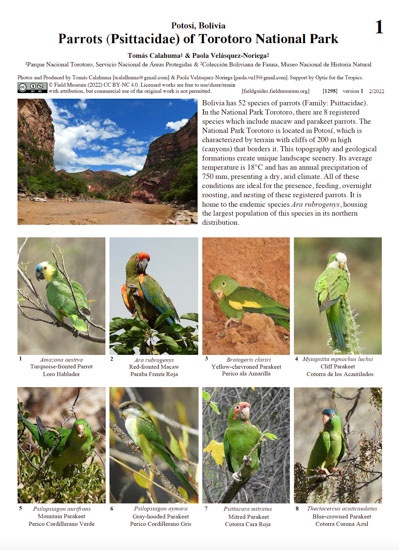 Parrots (PSITTACIDAE) of Torotoro National Park