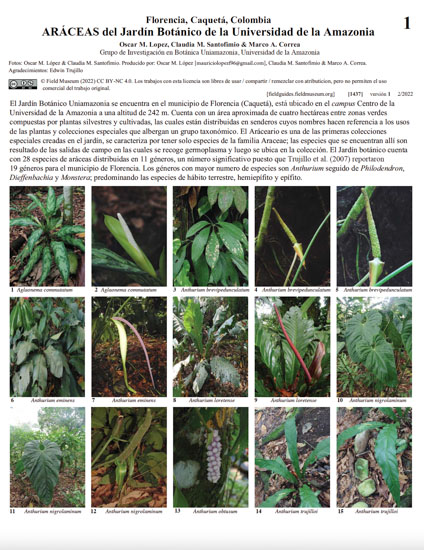 Araceae of the Botanical Garden of the University of Amazonia