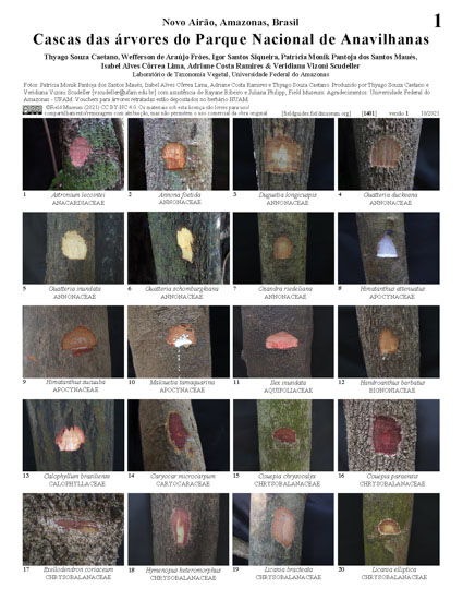 Barks of Trees of the Anavilhanas National Park